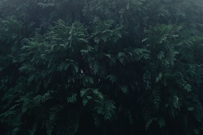 Low angle view of trees in forest