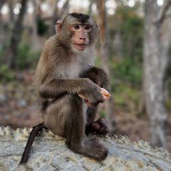 A monkey is sitting while eating food.