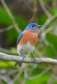 Close-up of bird perching on branch