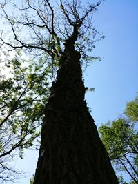 Low angle view of tree against clear sky