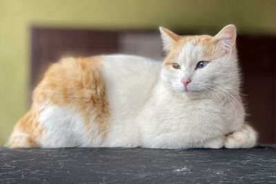 pet