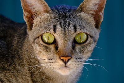 Close-up portrait of cat