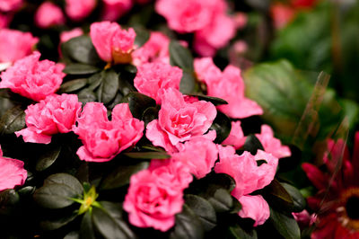 Pink azalea flowers in full bloom close up on store of flowers