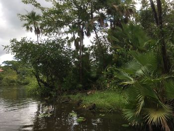 Trees by river in forest