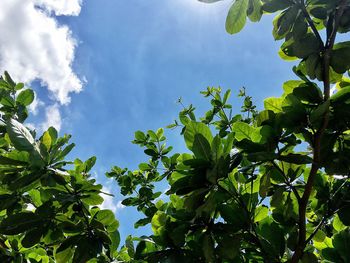 Low angle view of tree against sky