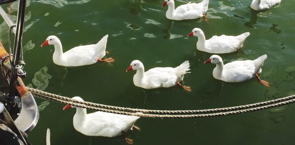 High angle view of swans on lake