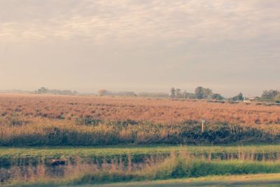 Scenic view of field against sky