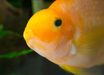 Close-up of fish underwater