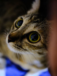 Close-up portrait of a cat