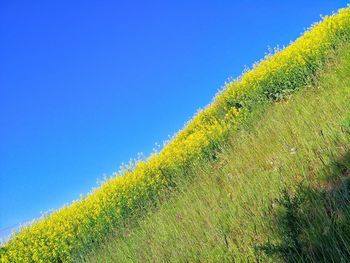 Plant growing on field against clear blue sky