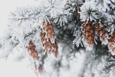 Low angle view of trees