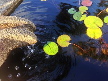 Reflection of trees in pond