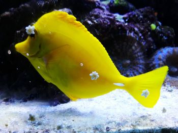 Close-up of fish swimming in aquarium