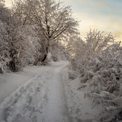 Snow covered bare tree against sky