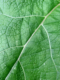 leaf