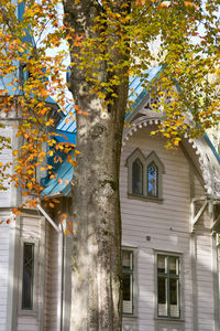 Low angle view of flowering tree by building