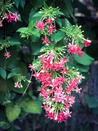 Close-up of flowers blooming outdoors