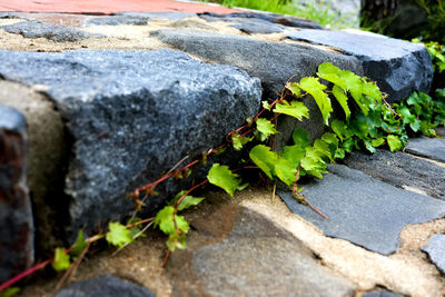 High angle view of plants growing on rocks