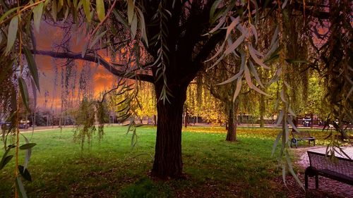 Trees in park during sunset