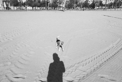 High angle view of dog on street