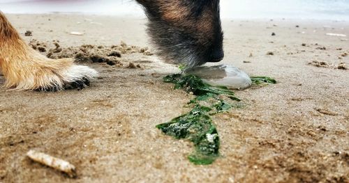 Dog sniffing dead jellyfish at beach