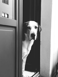 Dog standing at doorway