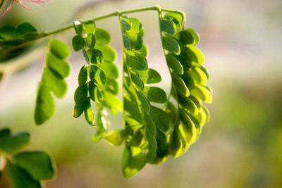 Close-up natural view of green leaves in garden