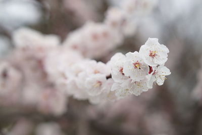 Close-up of white flowers