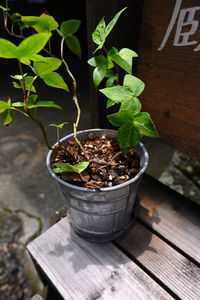 High angle view of potted plant on table