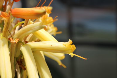 Close-up of yellow flowers