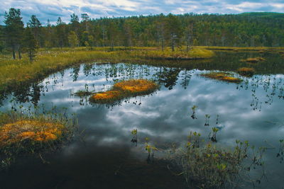 Reflection of trees on lake in forest