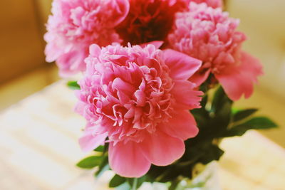 Close-up of pink flowering plant