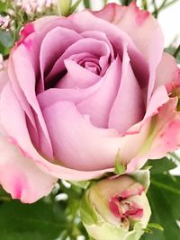 Close-up of pink rose flower