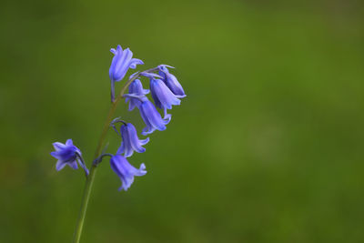 Close-up of purple flowering plant