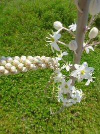 Close-up of white flowers