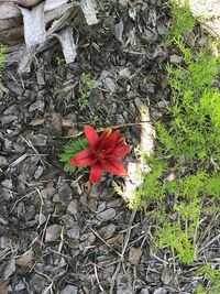 High angle view of red flowers blooming outdoors