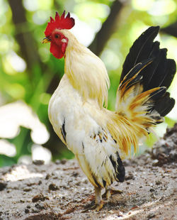 Close-up of a bird