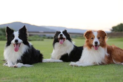 Portrait of border collies relaxing on grassy field against sky