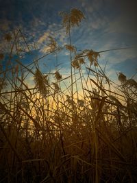 Low angle view of tall grass on field against sunset sky