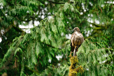 Straight on view of a red-tailed hawk sitting on a broken tree branch