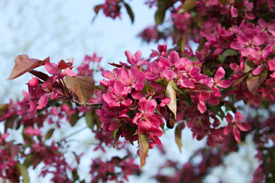 Close-up of pink bougainvillea blooming on tree
