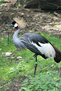 Grey crowned crane on field