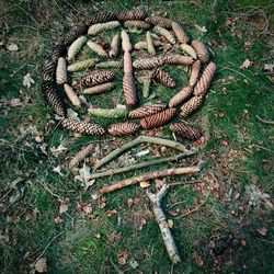 High angle view of pine cone on field