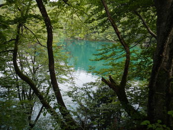Scenic view of lake amidst trees in forest