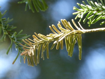 Close-up of pine cones on branch