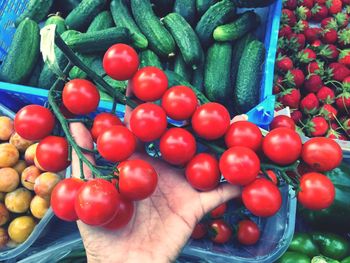 Picking organic fruits and vegetables , cherry tomatos