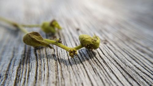 High angle view of leaf on wooden table
