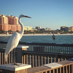 Seagull perching on railing by sea against clear sky