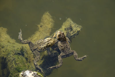 High angle view of two toads near a branch in water
