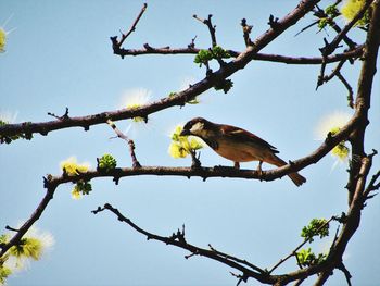 Low angle view of bird perching on tree against sky